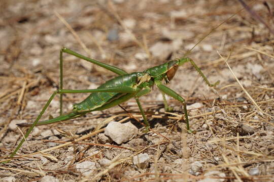 Image of Anatolian Predatory Bush-cricket
