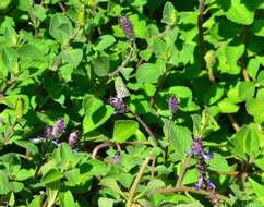 Image de Plectranthus neochilus Schltr.