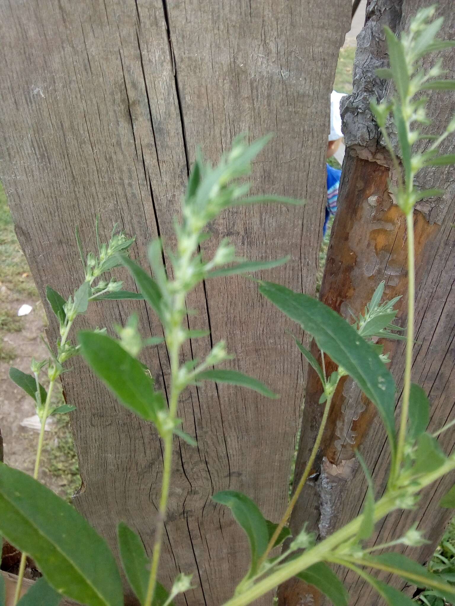 Image of Russian pigweed