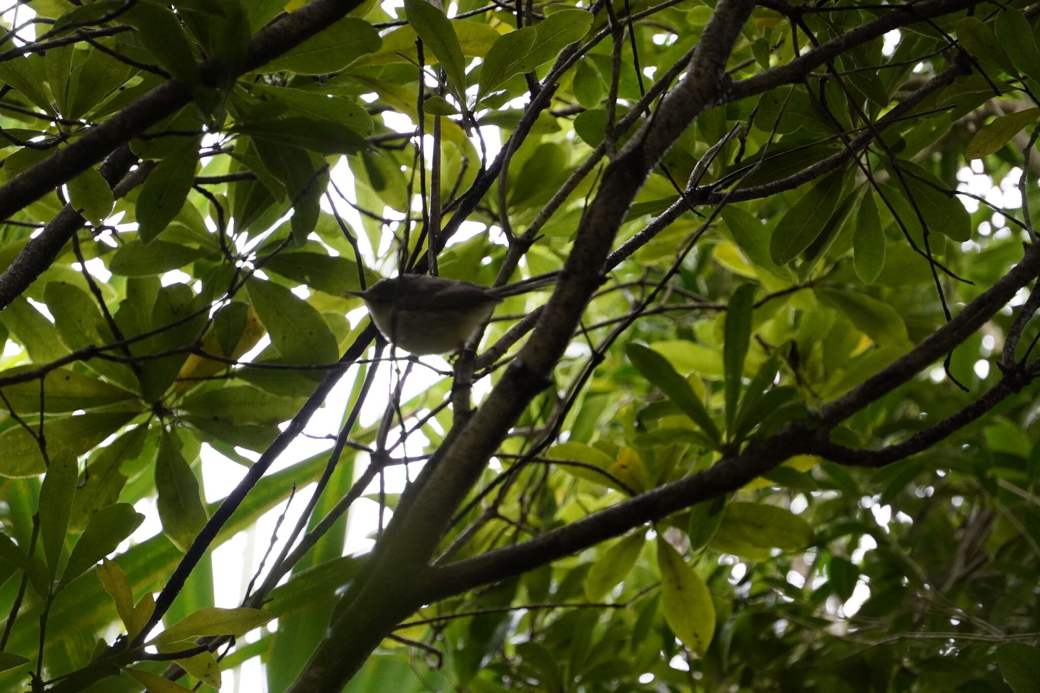Image of Rodrigues Warbler