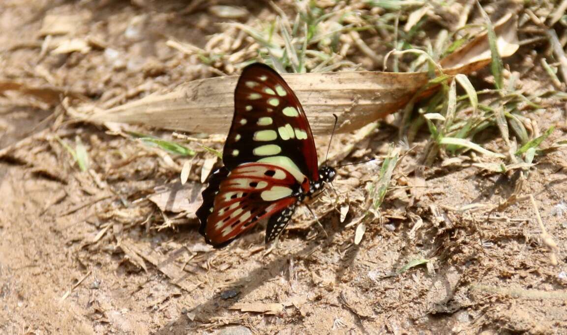 Graphium cyrnus (Boisduval 1836) resmi