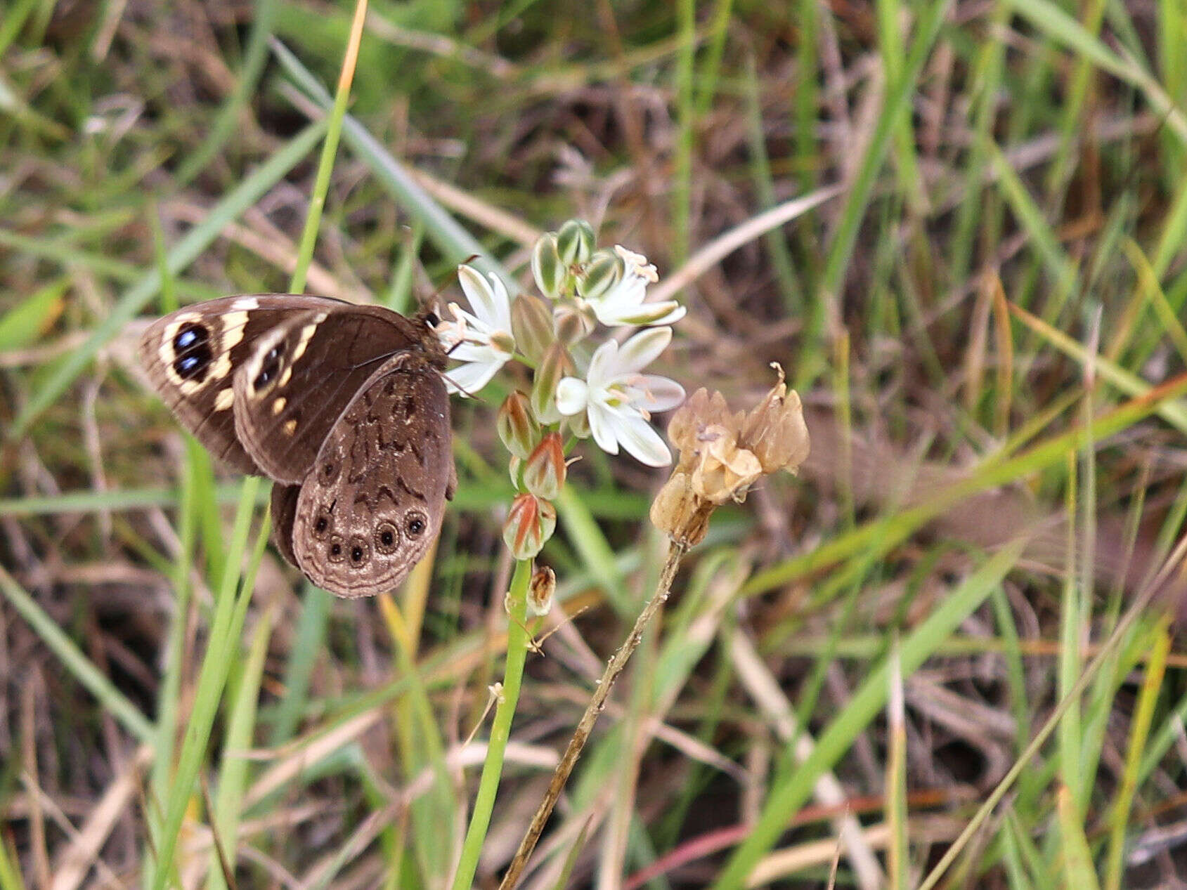 Imagem de Dira clytus eurina Quickelberge 1978