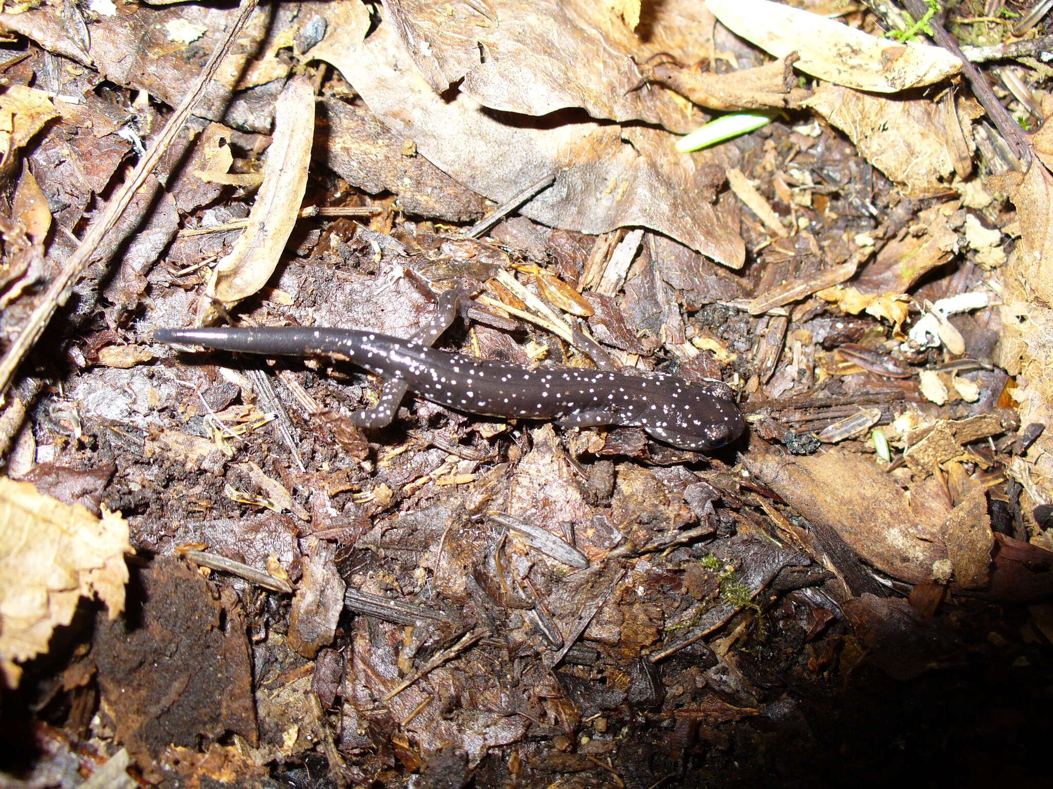 Image de Plethodon aureolus Highton 1984