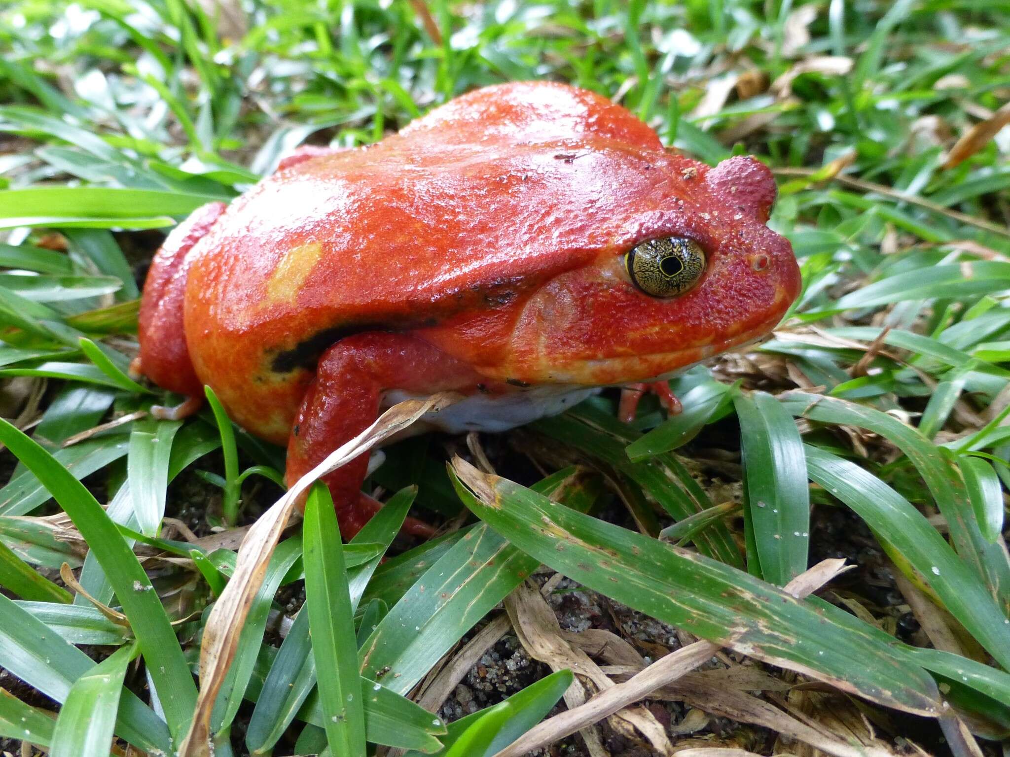 Image of Tomato Frogs