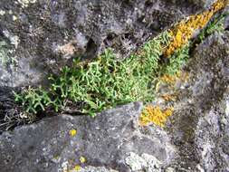 Sivun Selaginella sanguinolenta (L.) Spring kuva