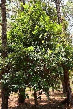 Ilex brandegeeana Loes. resmi