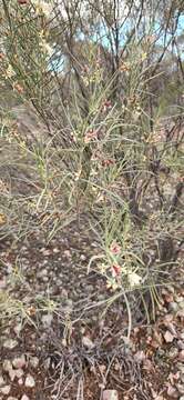 صورة Eremophila oppositifolia R. Br.