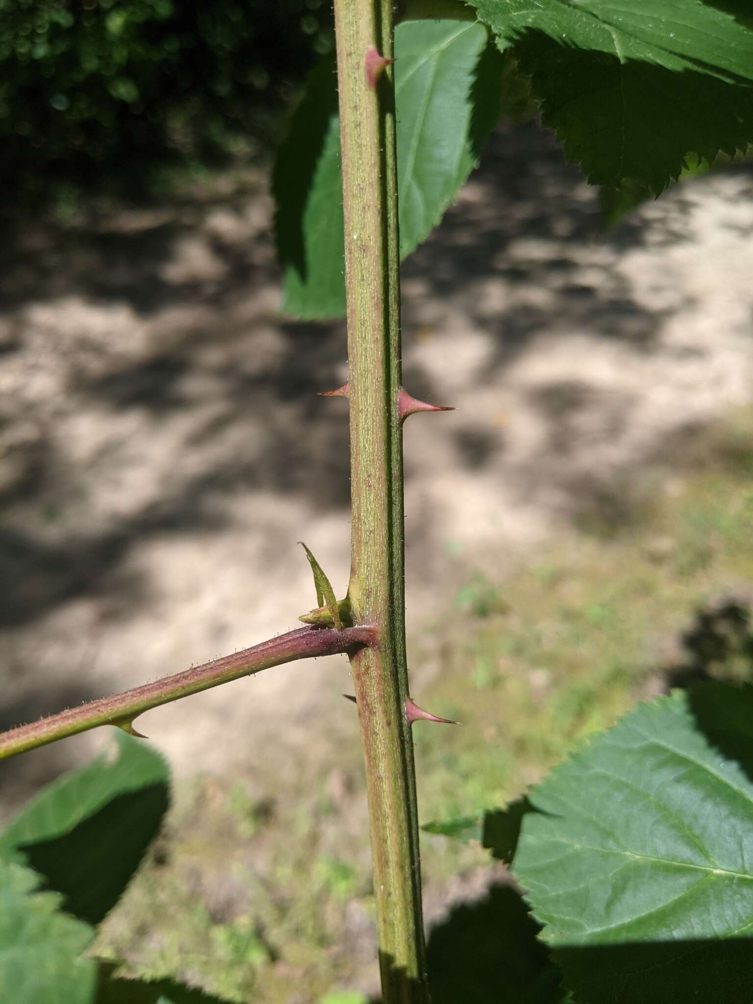 Image of rose blackberry