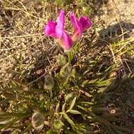 Image of Oxytropis nuda Basil.