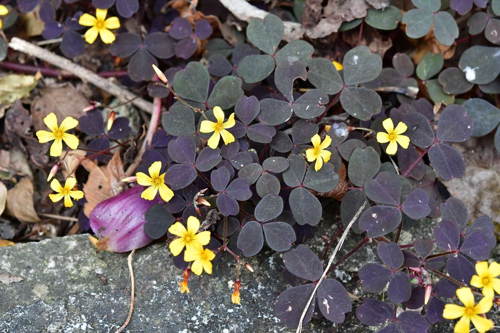 Image de Oxalis spiralis subsp. spiralis