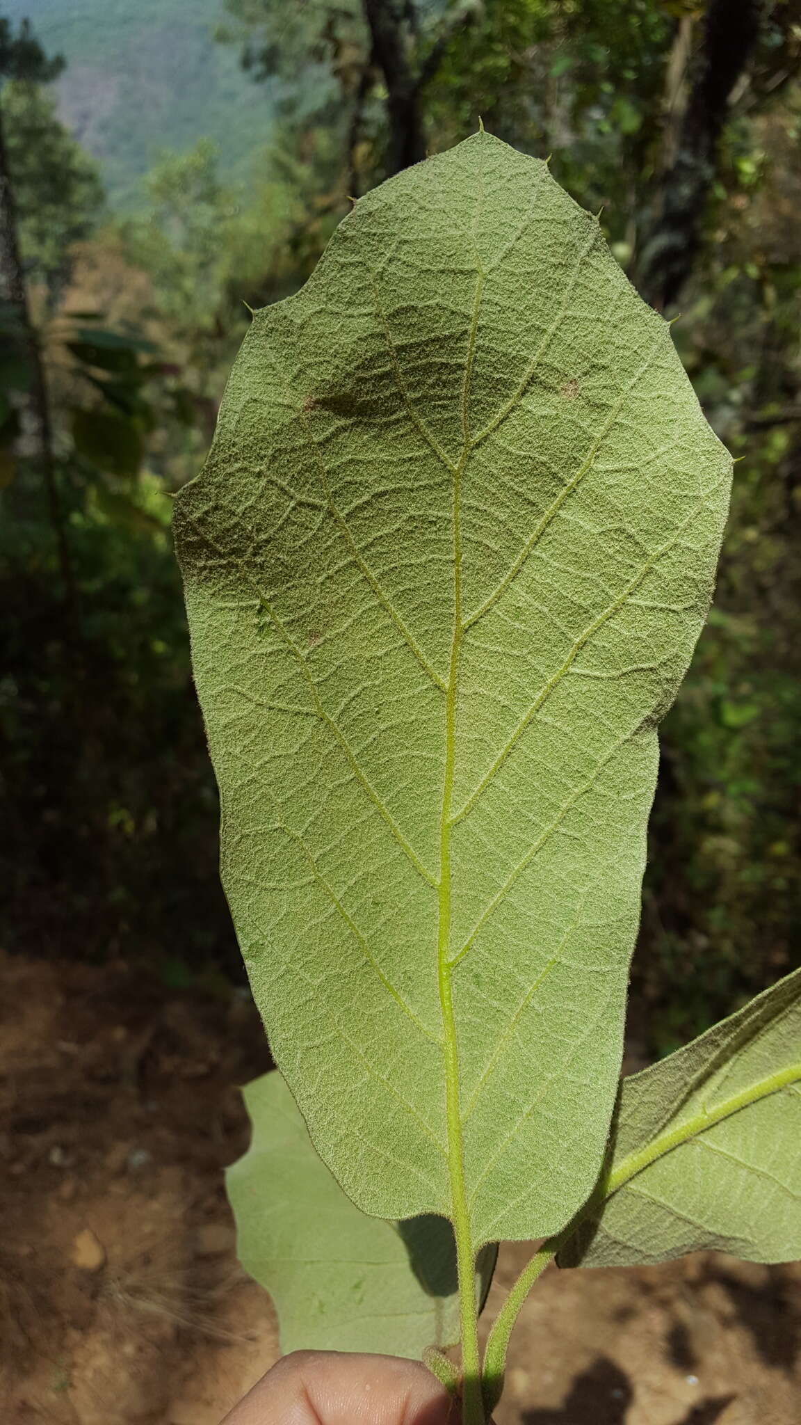 Imagem de Quercus candicans Née