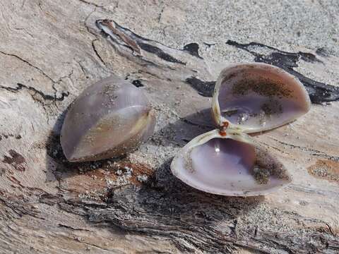 Image of Crassula Marwick 1948