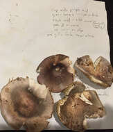 Image of Russula ionochlora Romagn. 1952