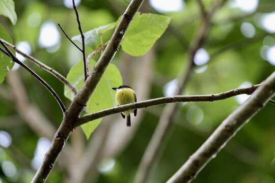 Image of Black-headed Tody-Flycatcher