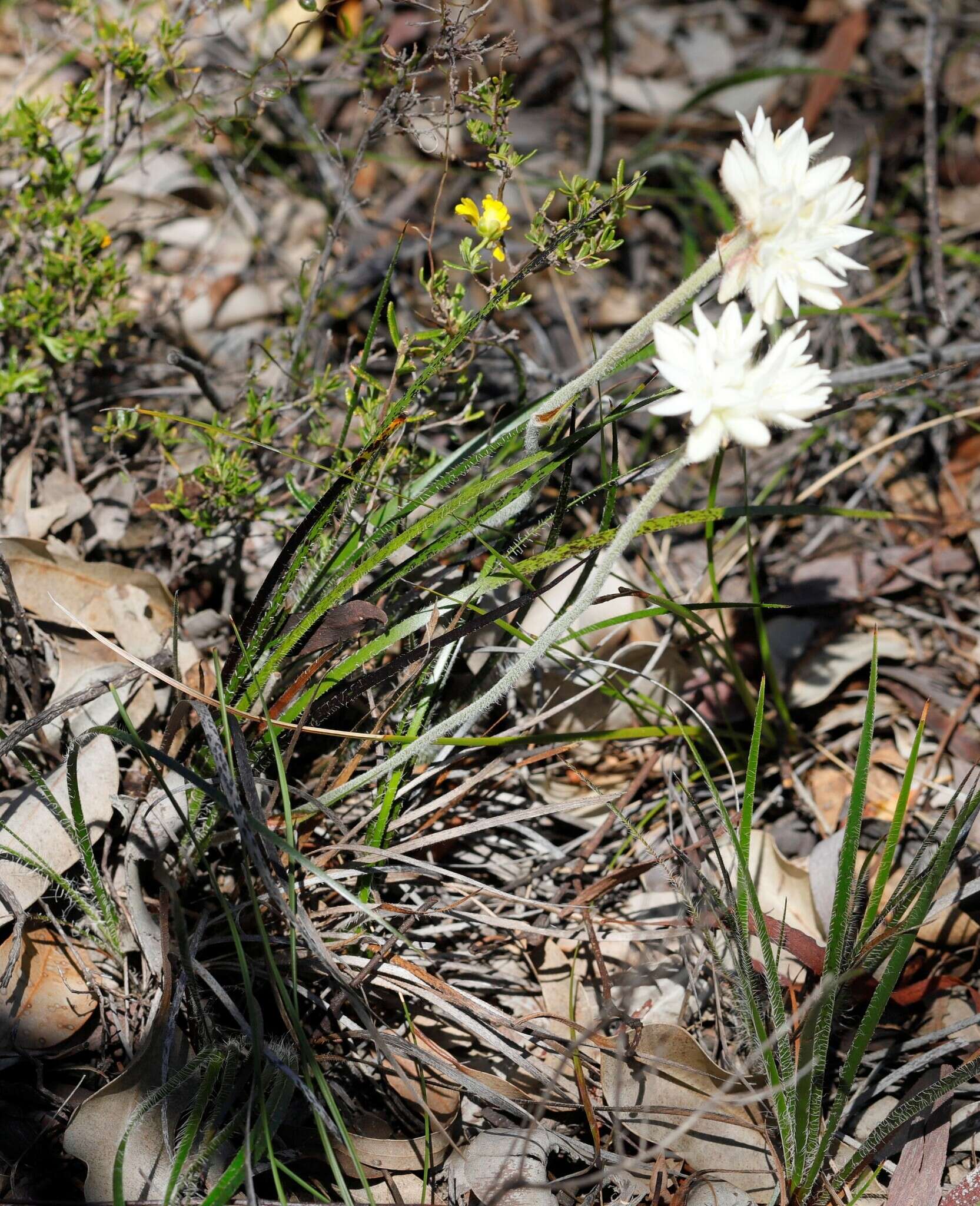 Image of Conostylis setosa Lindl.