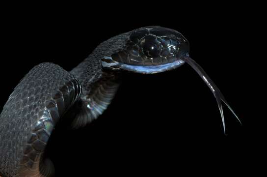 Image of African Egg-eating Snake