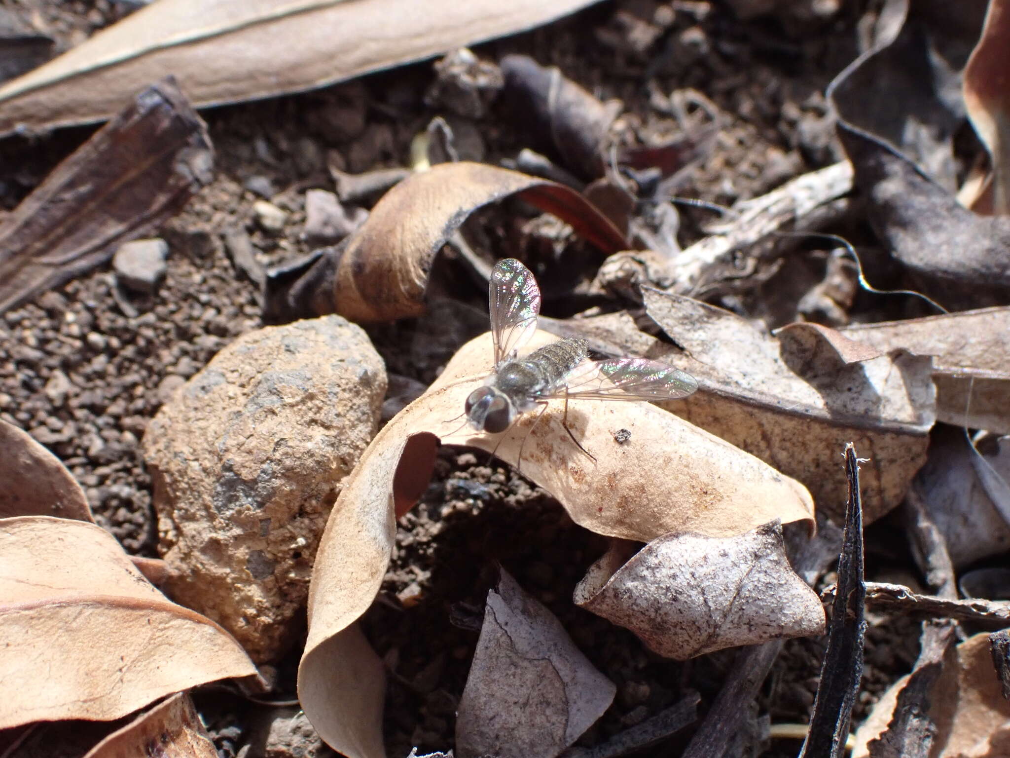 Image of Petrorossia guanchorum Francois 1970