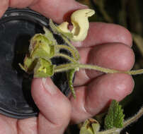 Image of Calceolaria lamiifolia Kunth