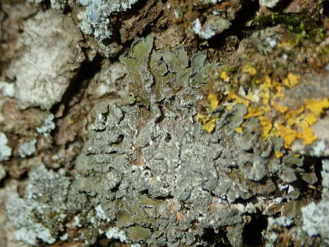 Image of melanelia lichen