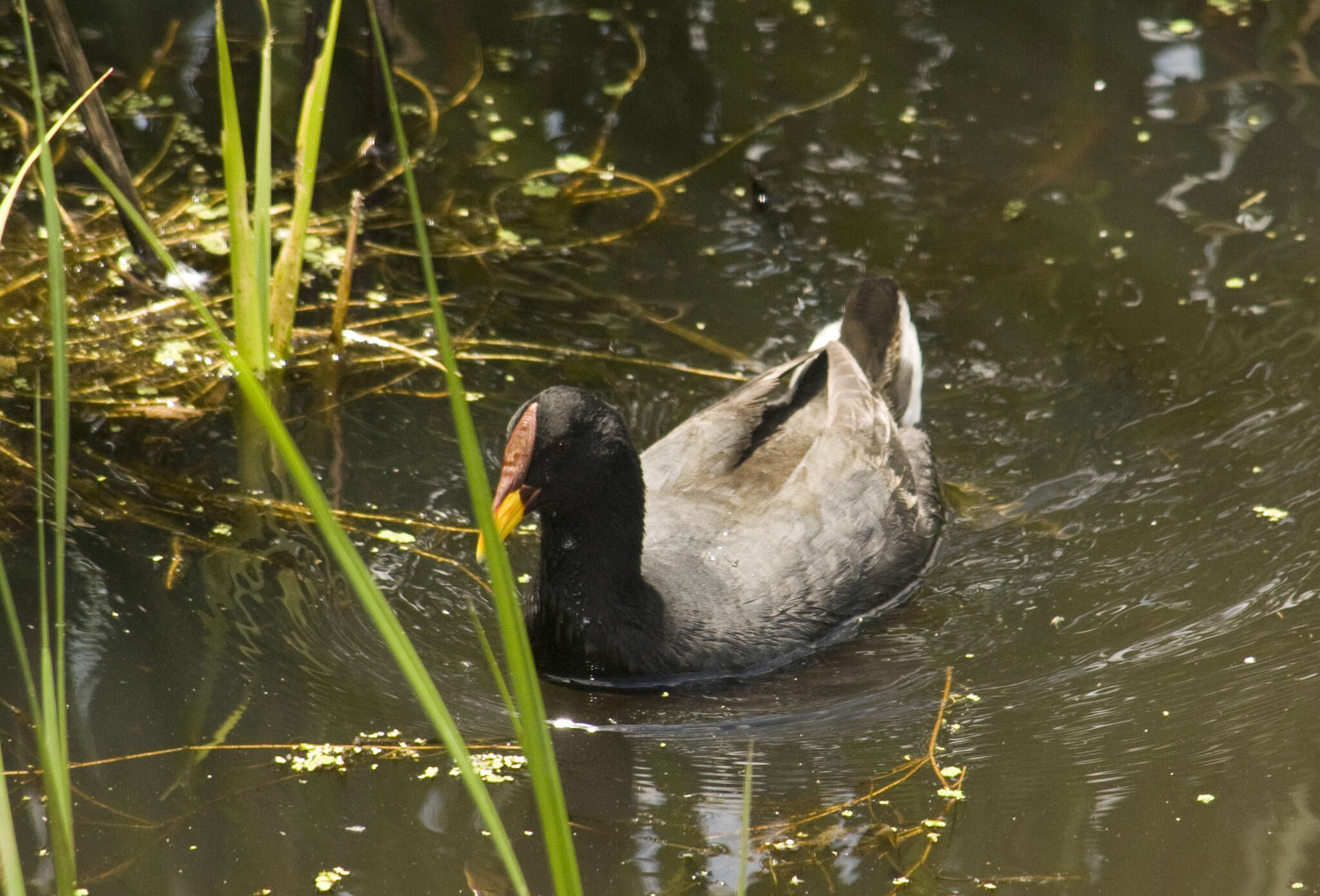 Image of Red-fronted Coot