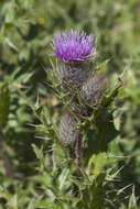 Image of Cirsium pugnax Somm. & Levier