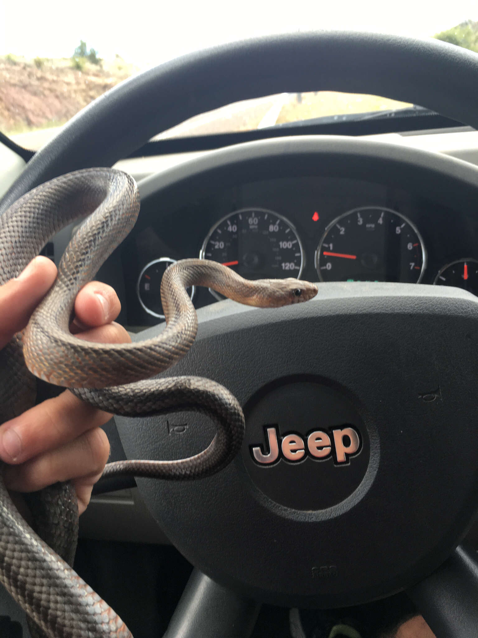 Image of Baird's Rat Snake