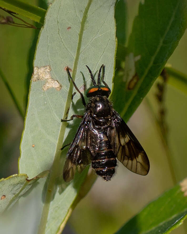 Image of Chrysops rufipes Meigen 1820