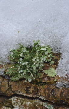 Image of Cartilage lichen