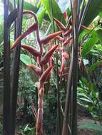 Image of Heliconia vellerigera Poepp.