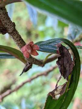 Image of Columnea querceti Oerst.