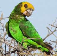 Image of Yellow-fronted Parrot