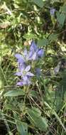 Image of Gentianella austriaca (A. & J. Kern.) Holub