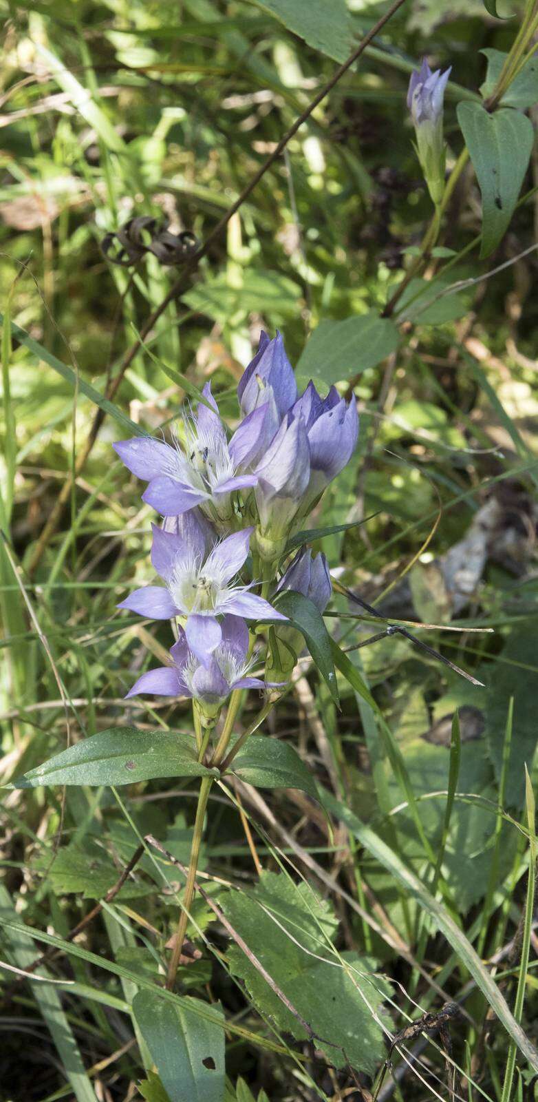 Image of Gentianella austriaca (A. & J. Kern.) Holub