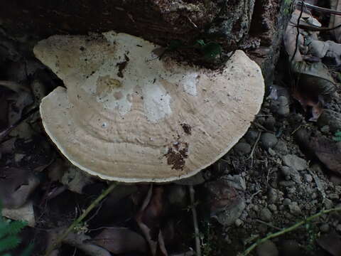 Image of Trametes orientalis (Yasuda) Imazeki 1943