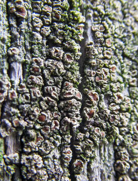 Image of rim lichen