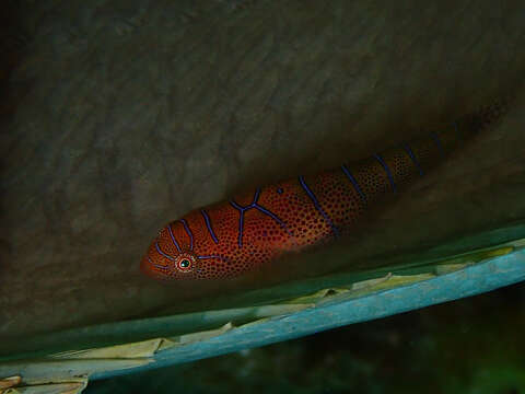 Image of Western cleaner clingfish