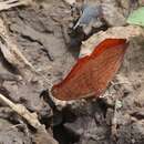 Charaxes nichetes pantherinus Rousseau-Decelle 1934 resmi