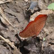 Imagem de Charaxes nichetes pantherinus Rousseau-Decelle 1934