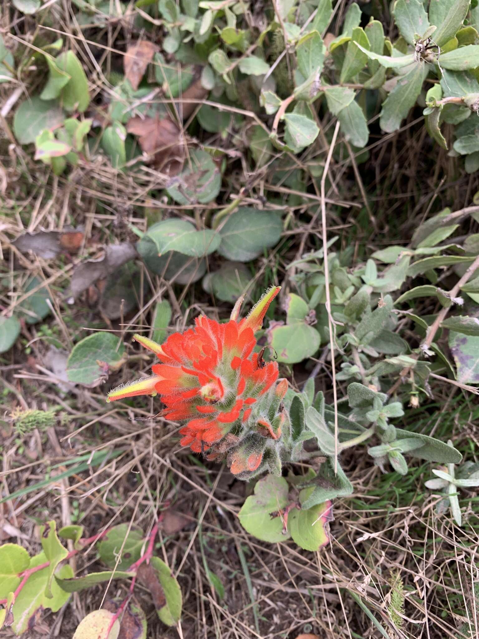 Image of coast Indian paintbrush