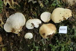 Crepidotus inconspicuus resmi