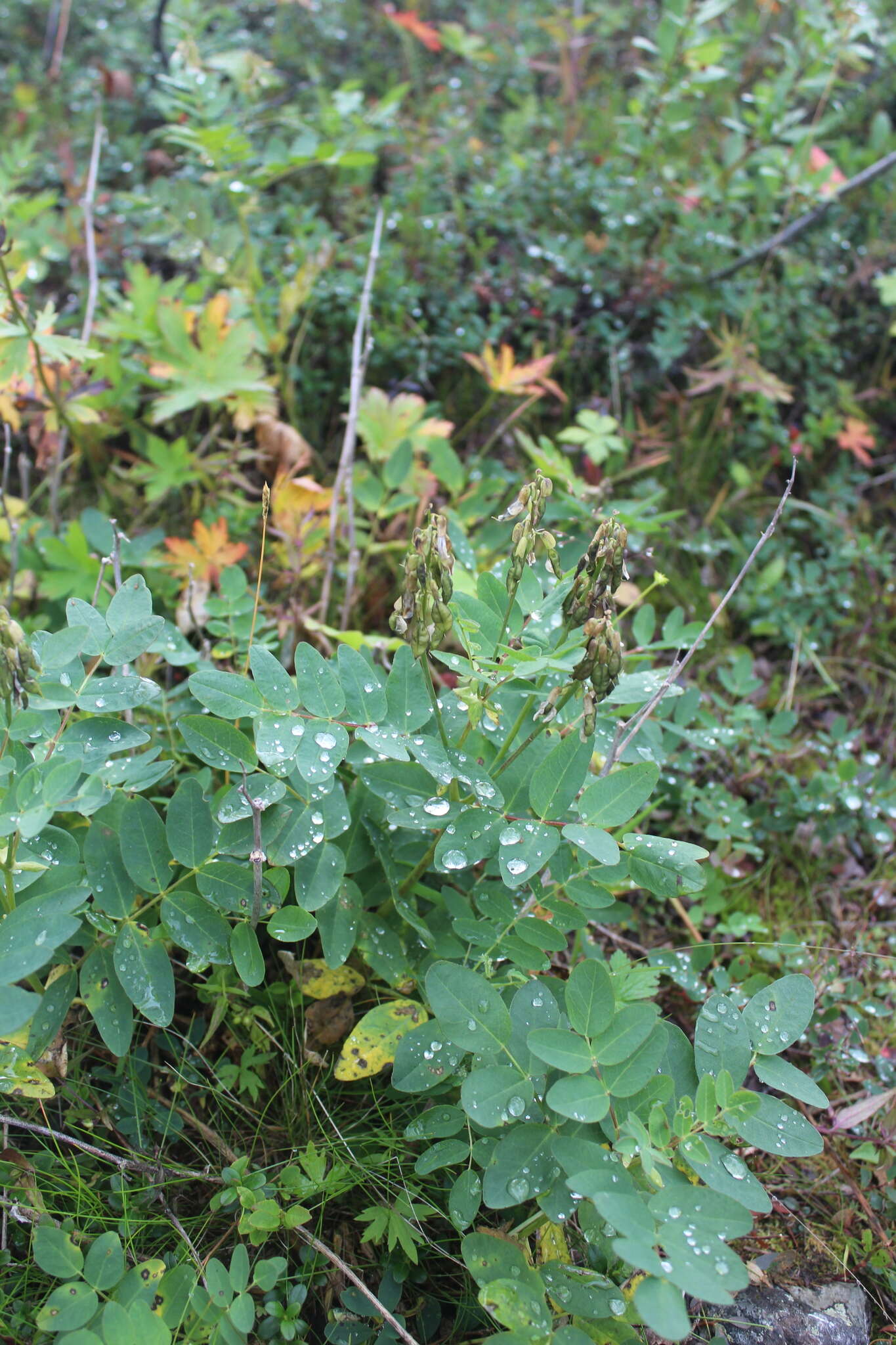 Imagem de Astragalus frigidus (L.) A. Gray