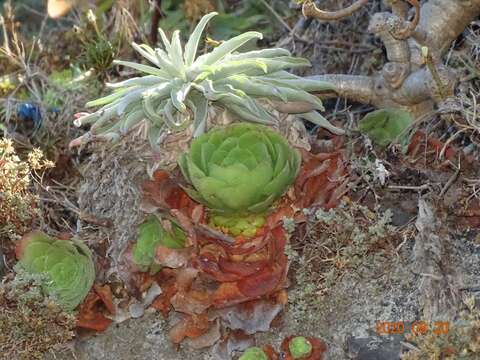 Image of Aeonium glandulosum (Ait.) Webb & Berth.