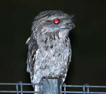 Image of Tawny Frogmouth