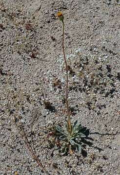 Plancia ëd Hulsea vestita subsp. callicarpha (Hall) Wilken