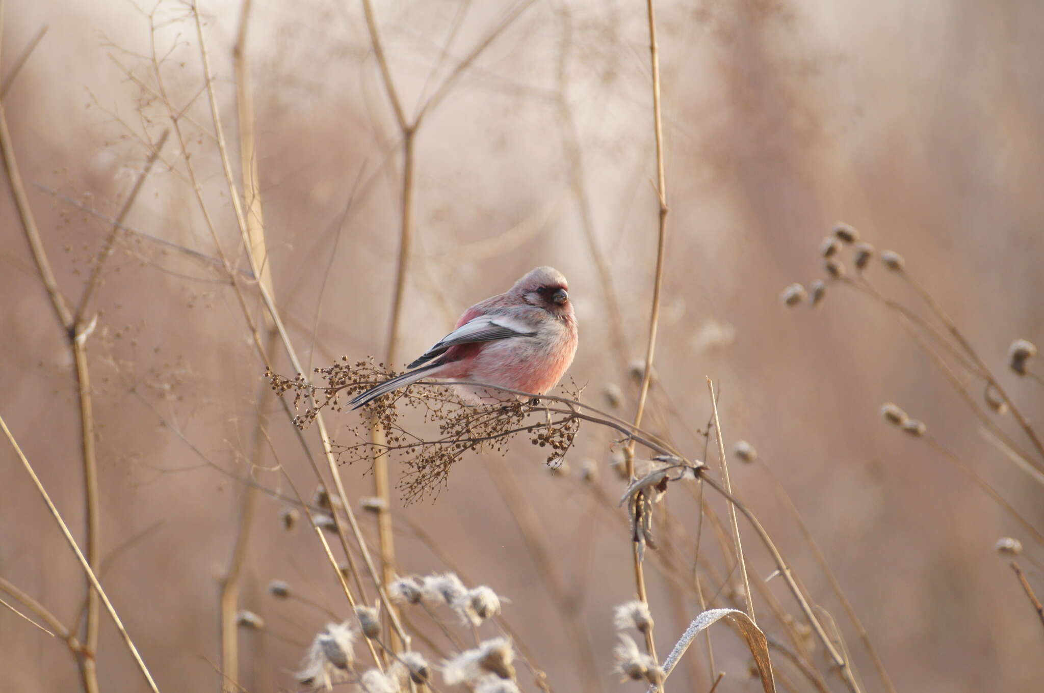 Слика од Carpodacus sibiricus (Pallas 1773)