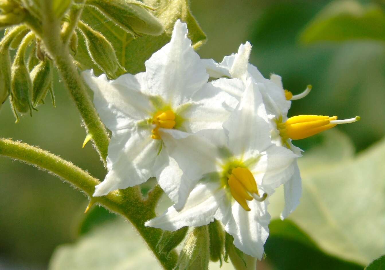 Image of Solanum ferrugineum Jacq.