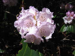 Imagem de Rhododendron campanulatum D. Don