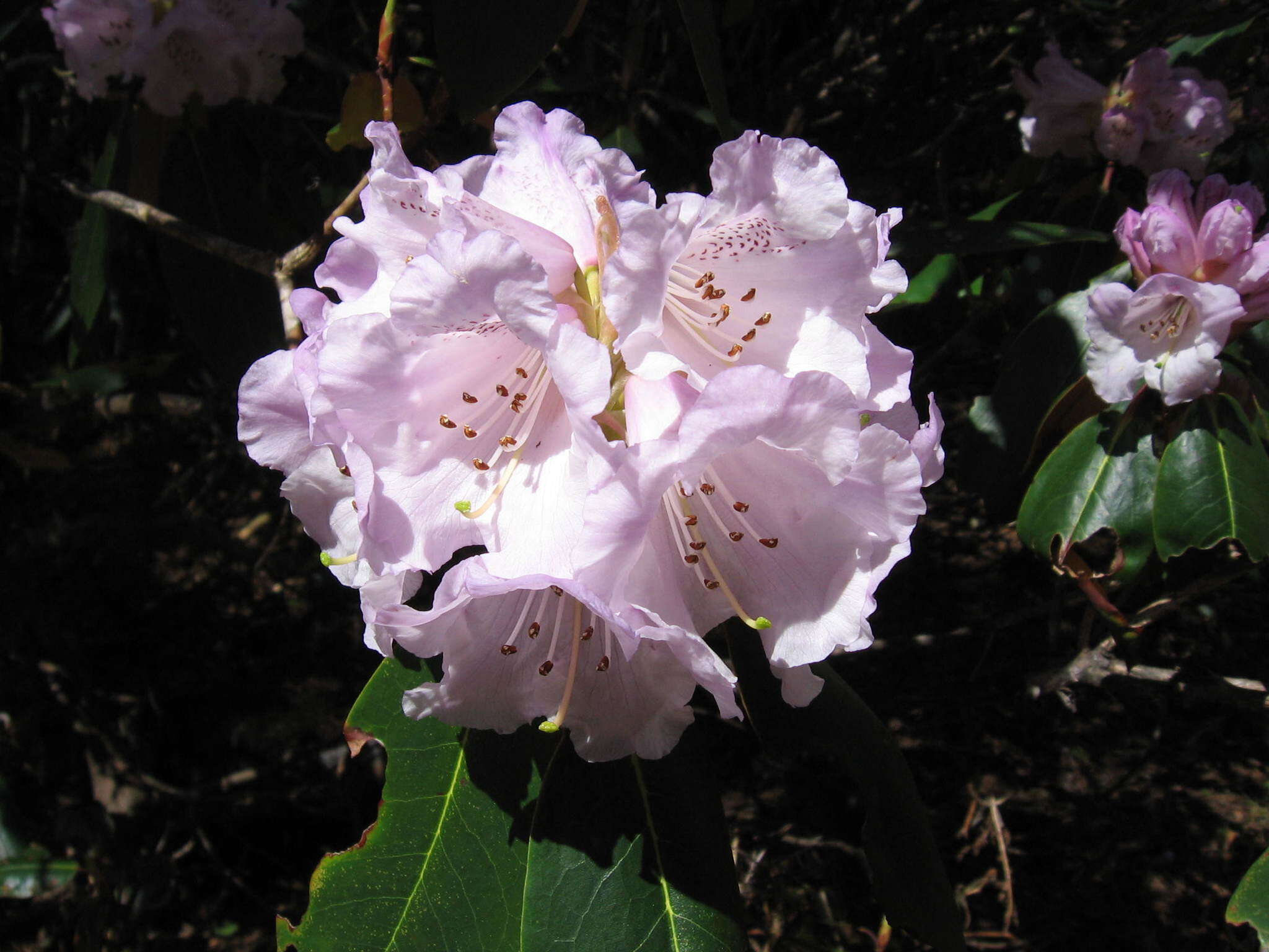 صورة Rhododendron campanulatum D. Don