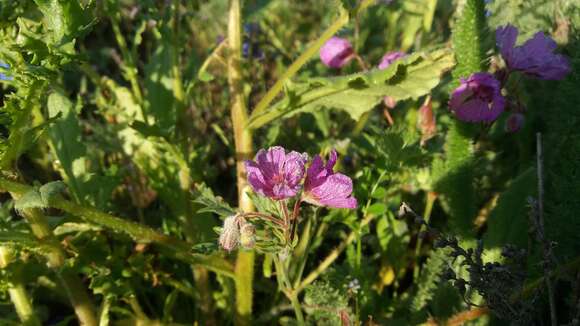 Image of Tuberous Cranesbill