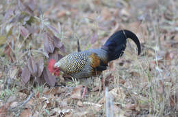 Image of Grey Junglefowl